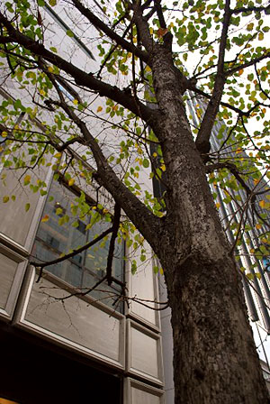 1016ginza1.jpg
